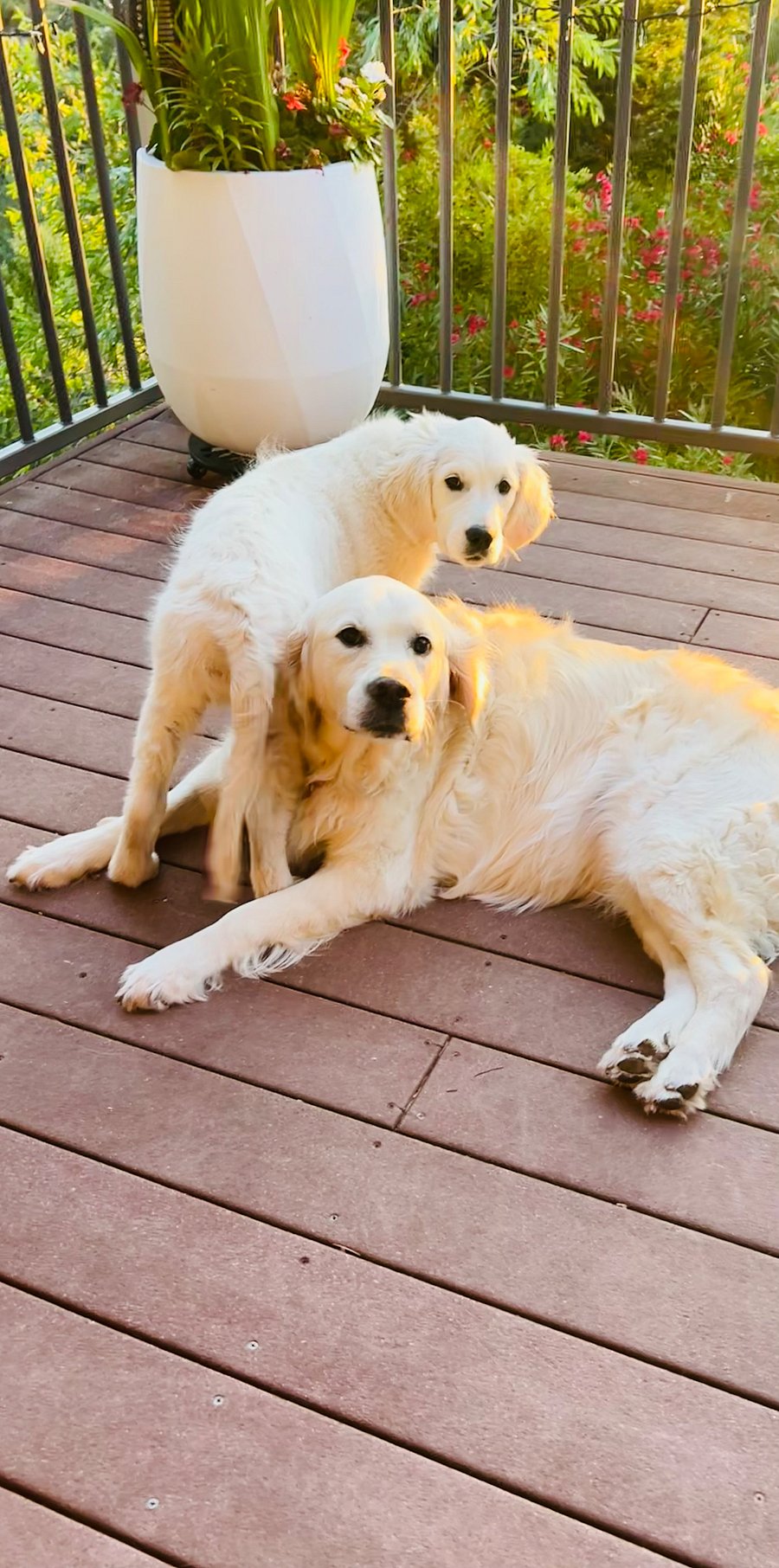 Sweet Goldens 
