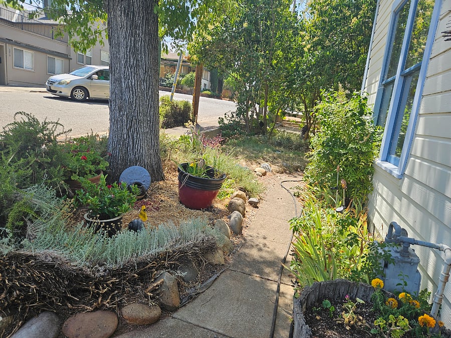 Front yard