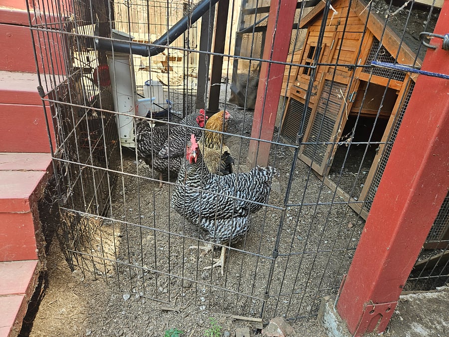 The girls
