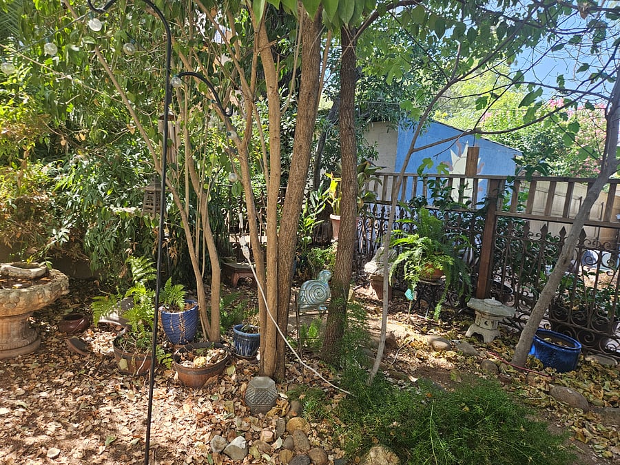 Zen garden