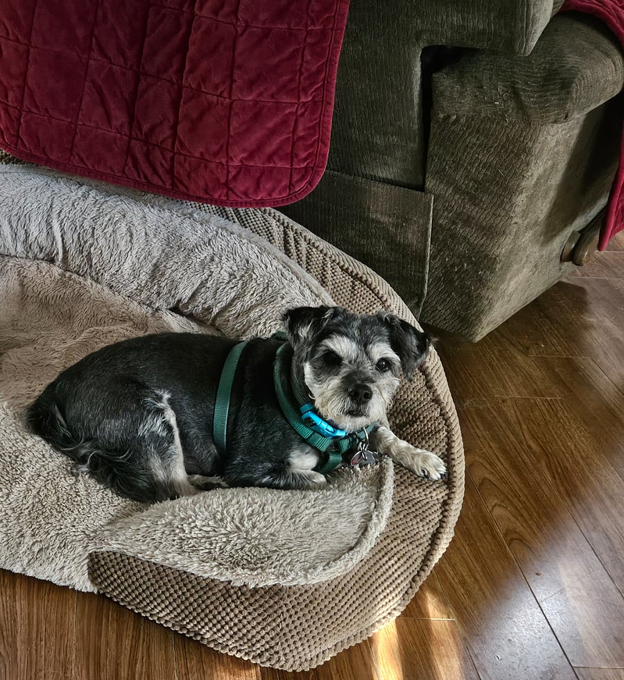 My pooch, Blitzer