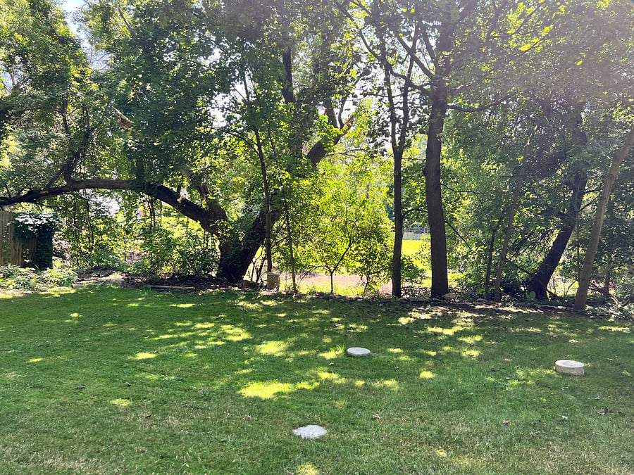 Mini nature preserve in the back yard, sounds of nature in the city!