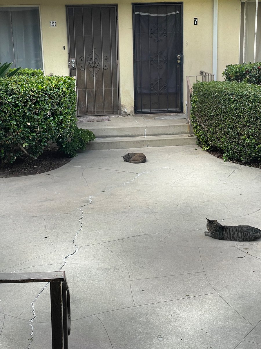 Neighbors cats