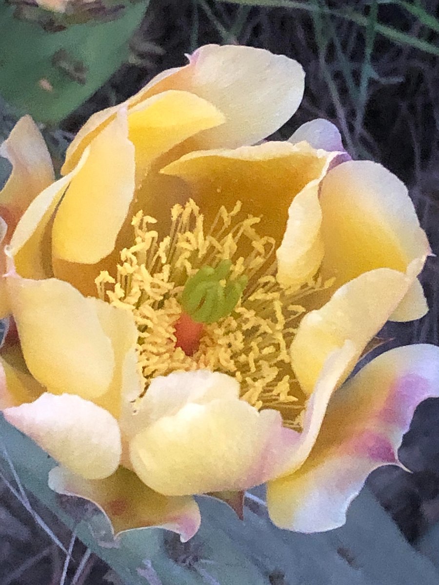 Flora on the TP Reserve hike.
