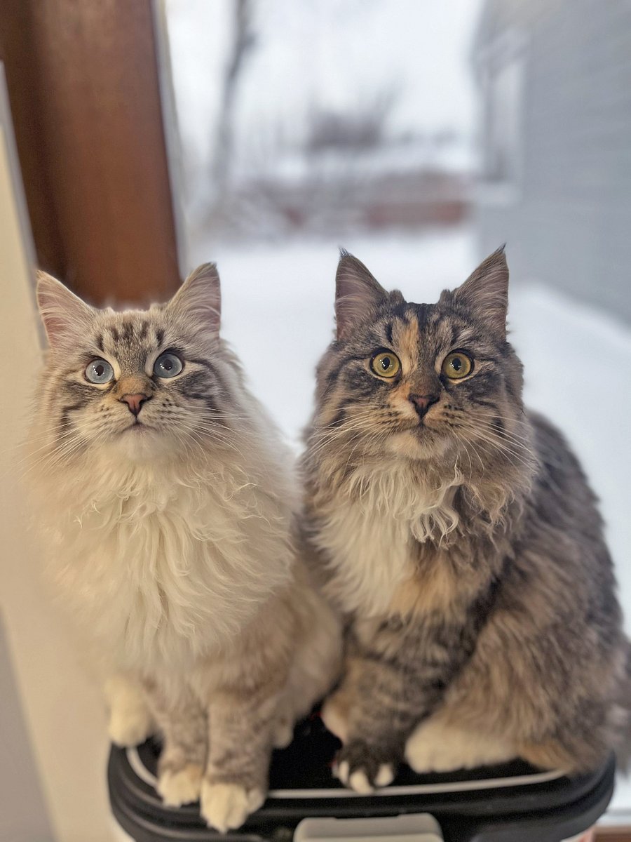 Siberian cat residents Lizzie (right) and Jane, sisters from Pride and Prejudice