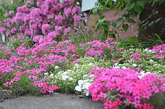 Flowers in the front yard.