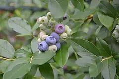 Blueberry bushes in the yard.