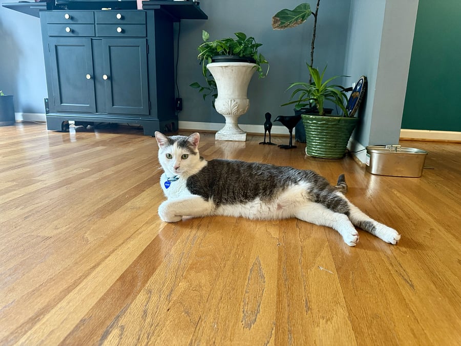 Charismatic CoolWhip is a lover boy who never turns down playtime! He loves attention and it's hard to turn down his charm; he is the best snuggler:) 