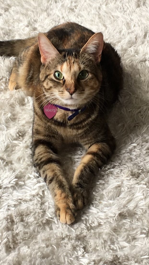 Sweet baby girl Mays is a little welcome wagon who loves to make everyone feel at home! She is such a sweet heart and loves to receive head scratches;) 