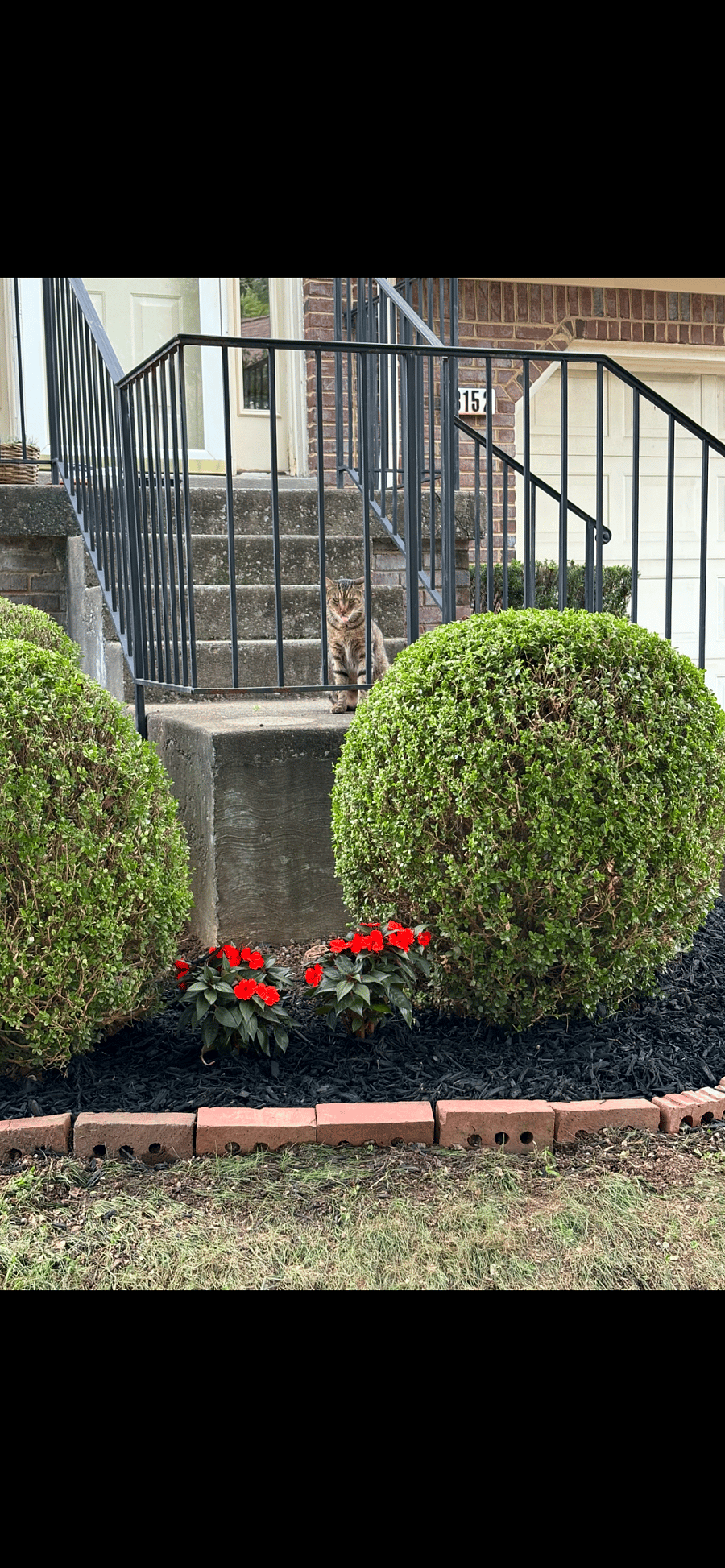 Neighbor's cat Roran stopping by