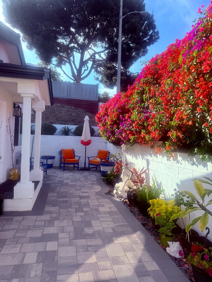 The wild bouginvilla offers privacy and beauty outside your windows