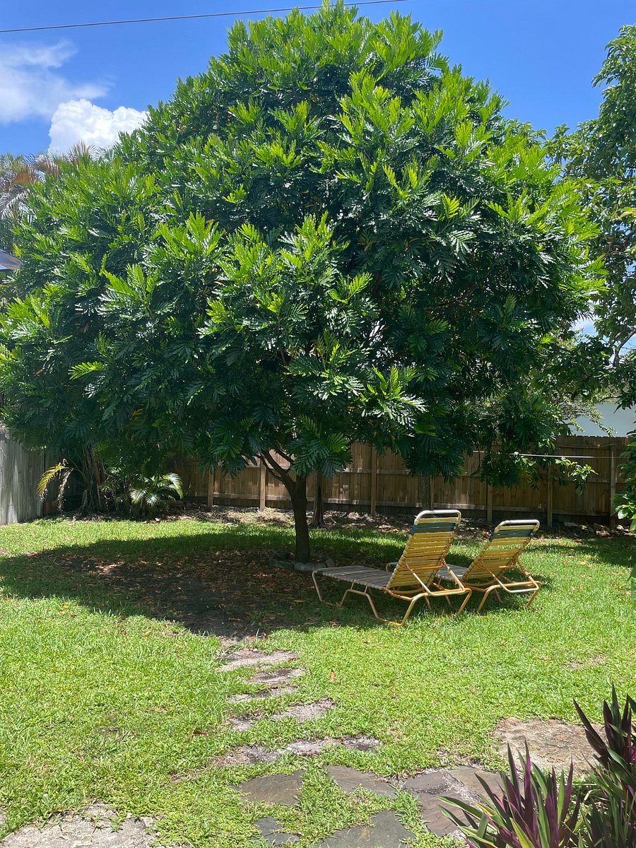 Your backyard shade tree