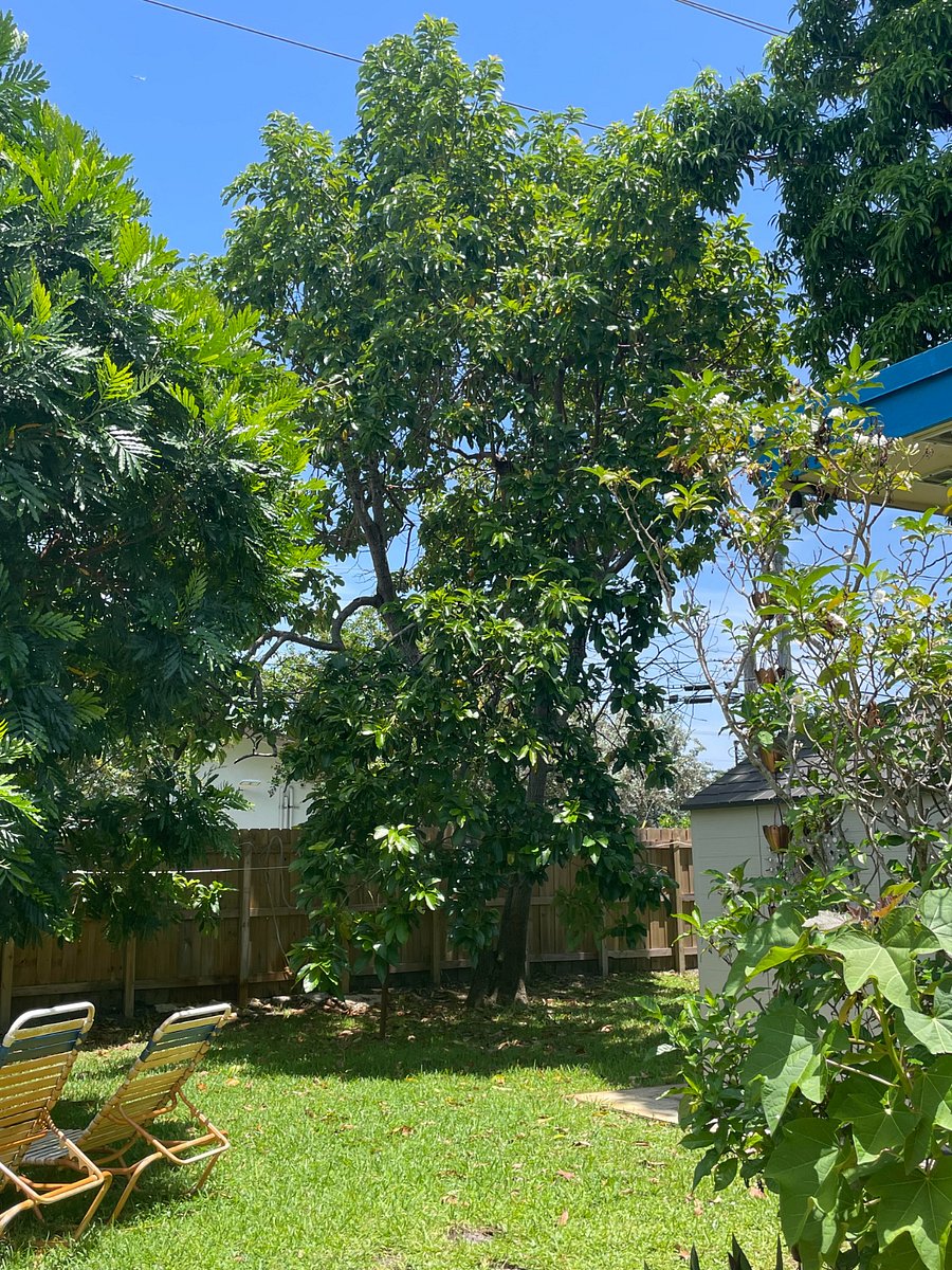 Backyard Avocado Tree with yummy fruit for you to enjoy!