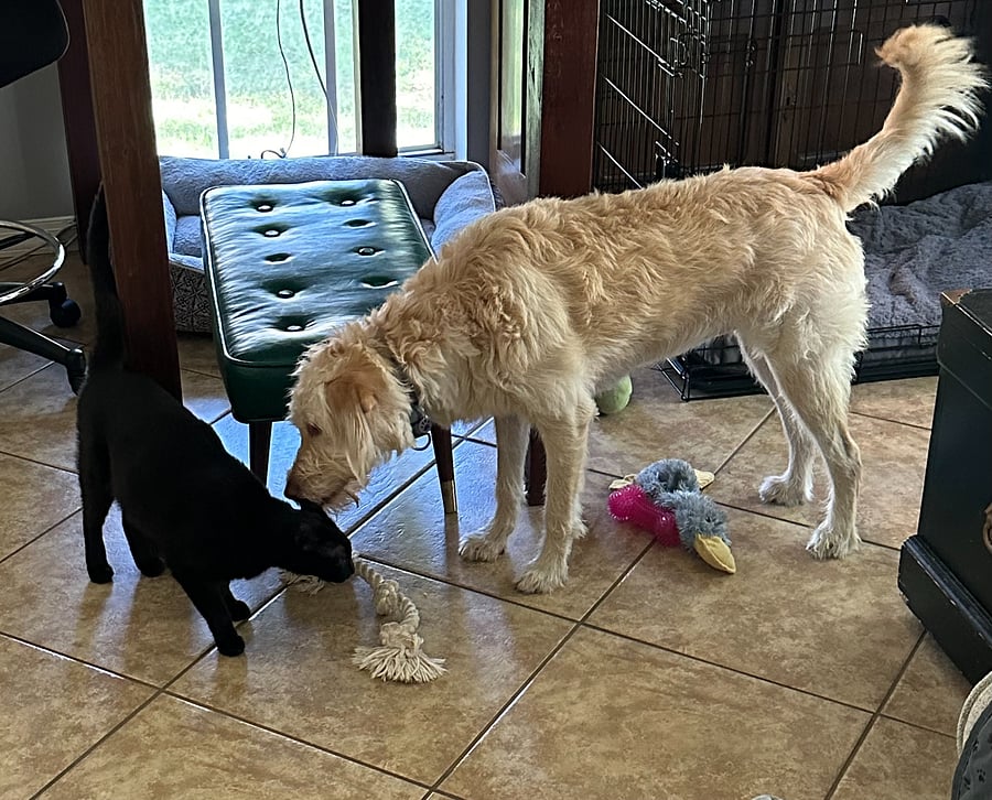 Salem the cat and Maggie-Waggy