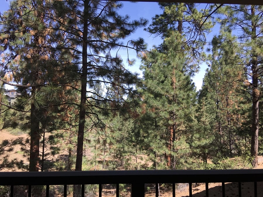 View from porch to the great outdoors!