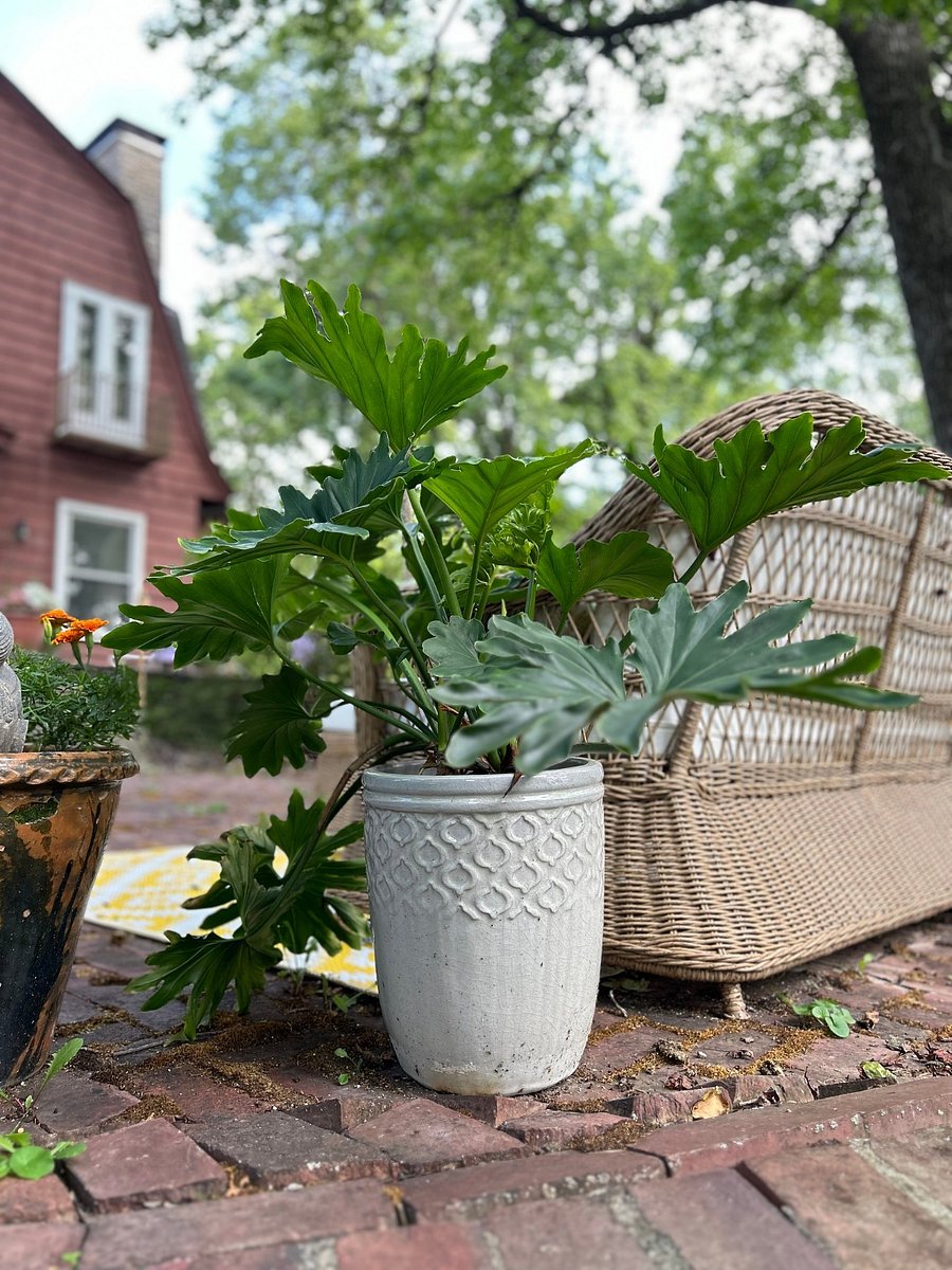 Back patio is designed for ultimate peace and comfort, accessible to guests. 