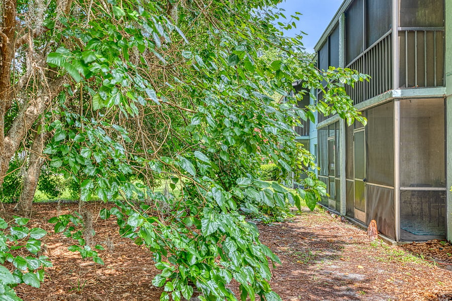 Exterior Yard