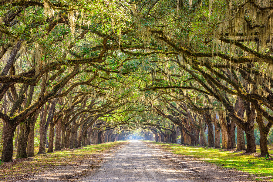 Wormsloe Historic Site