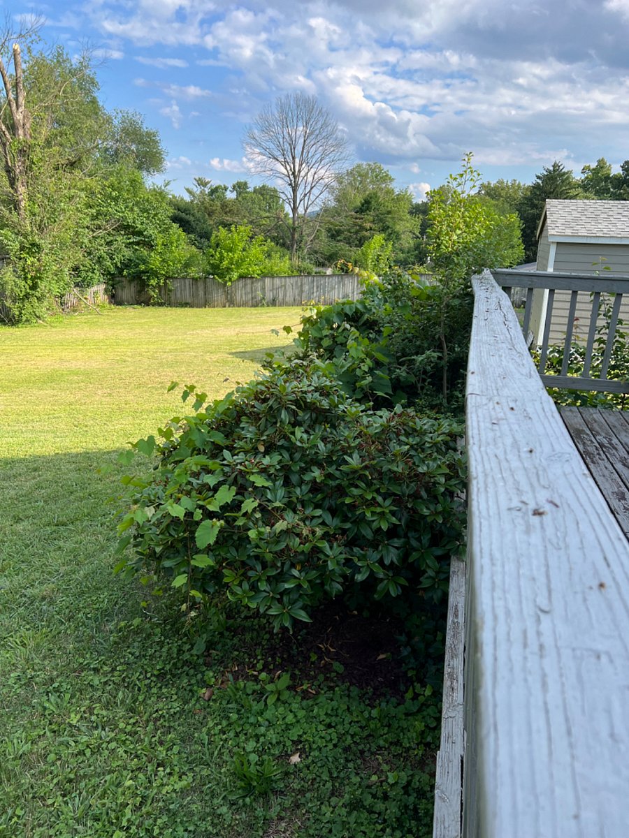 Large level back yard tranquility 