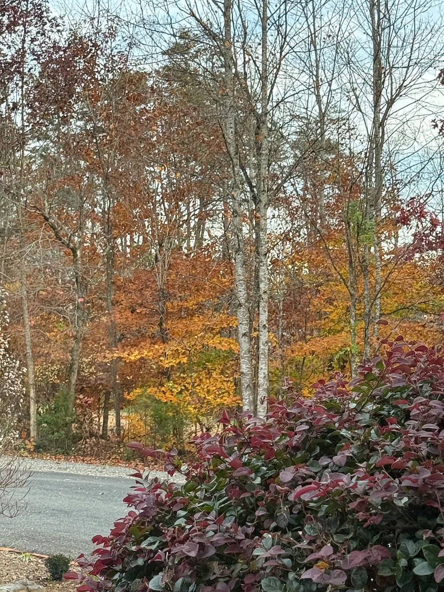 Woods in back of house