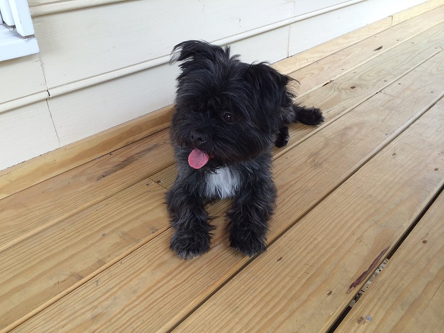 This is our friendly little pup Bailey