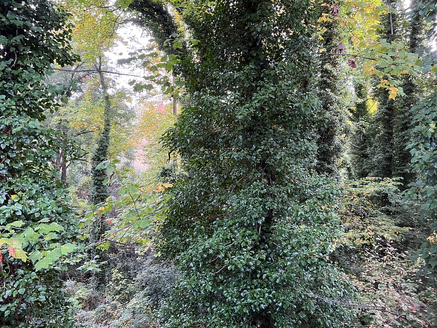 Great nature view of ivy and foliage!