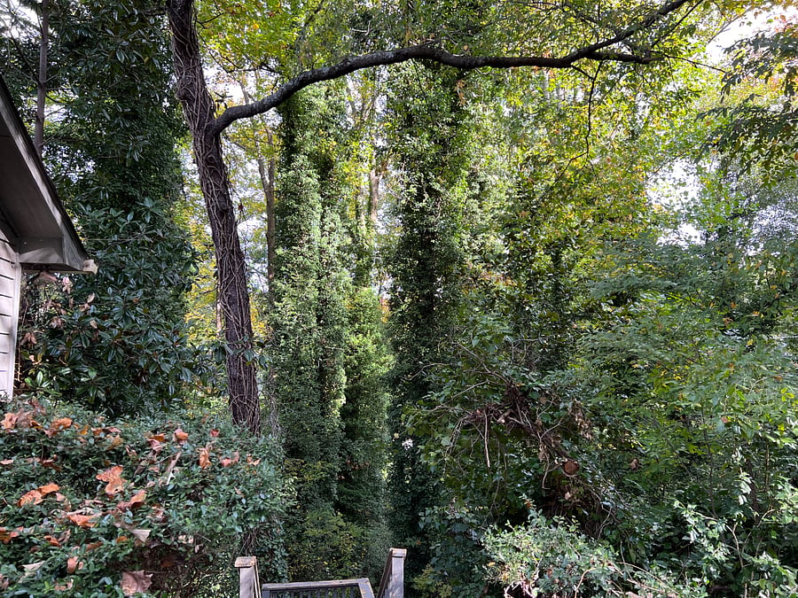 Wooded views outside the house
