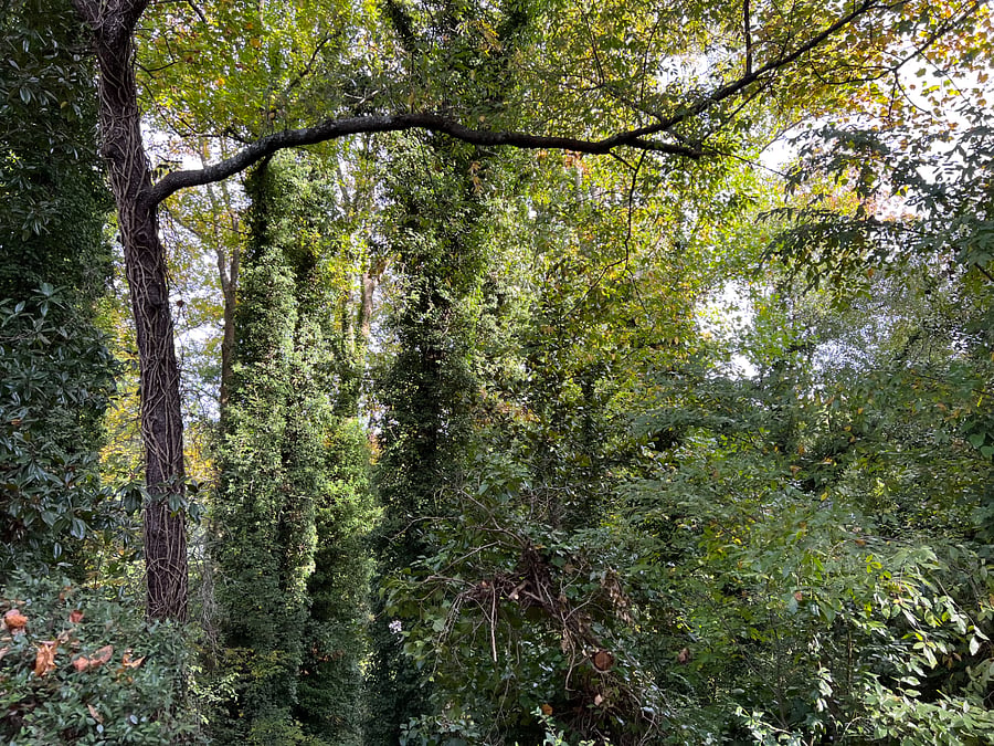 Slice of nature near downtown Marietta.