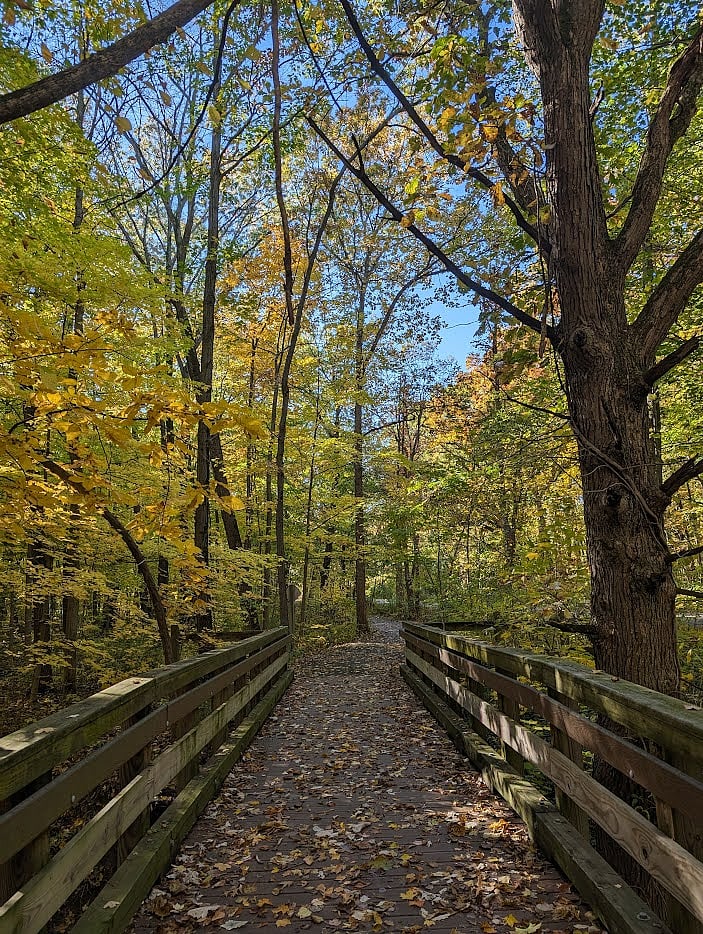 Woods in the Indiana Dunes National Park