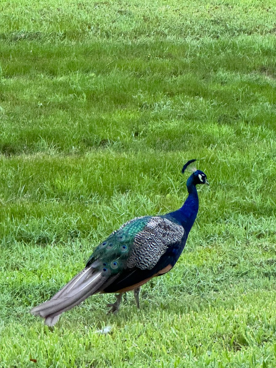 Cape Canaveral is known for their peacock population!