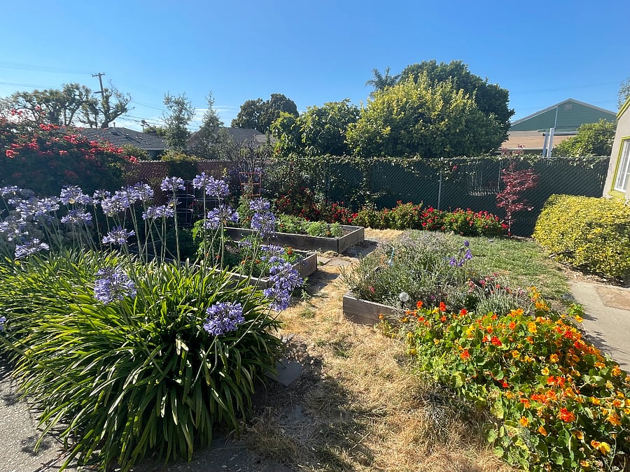 Backyard garden