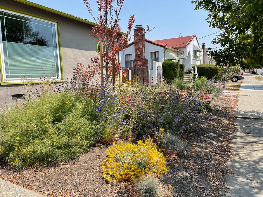 Front yard