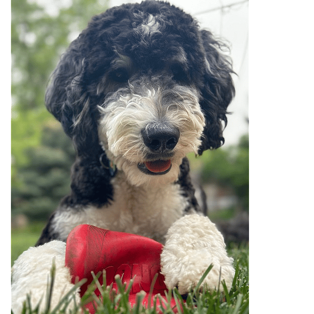 Bruno our Bernedoodle.