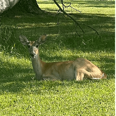 Indian Lake Penninsula is home to many deer. This is a usual site on the property, in addition to all the babies in spring!