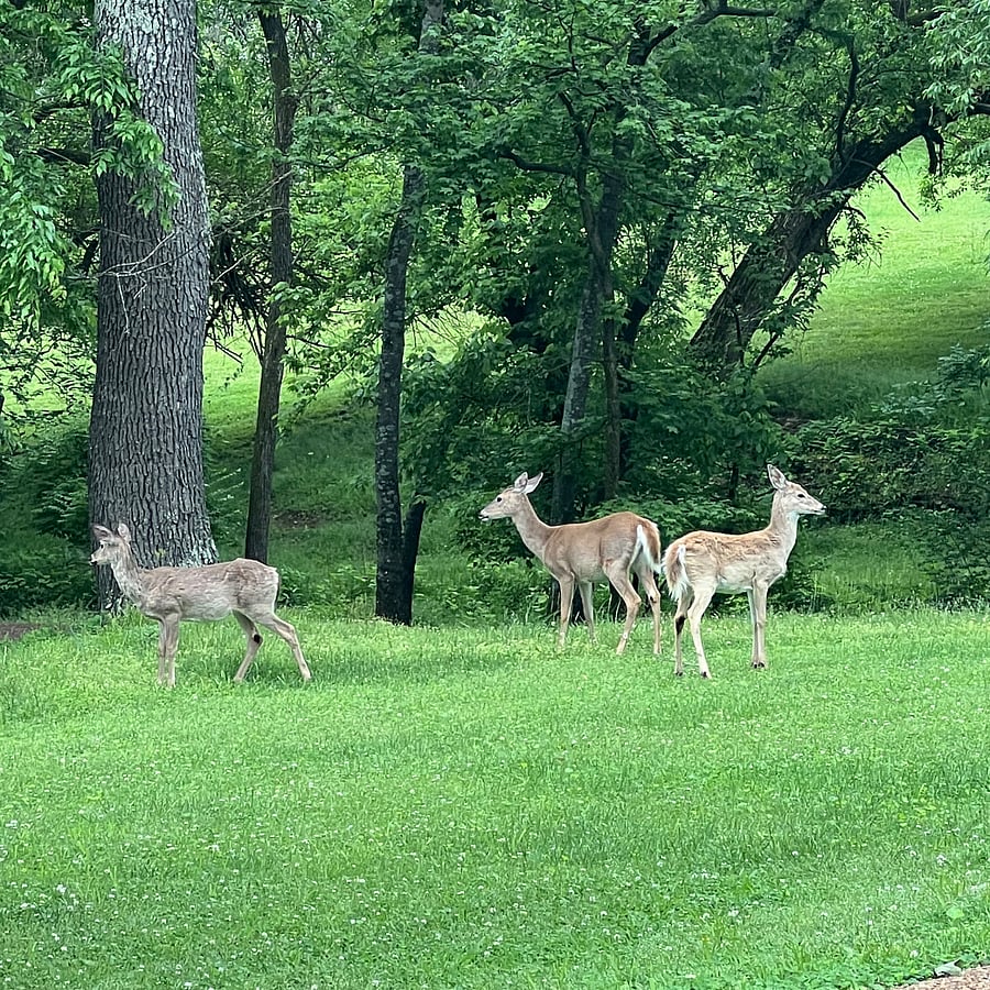 Daily visit to the property
