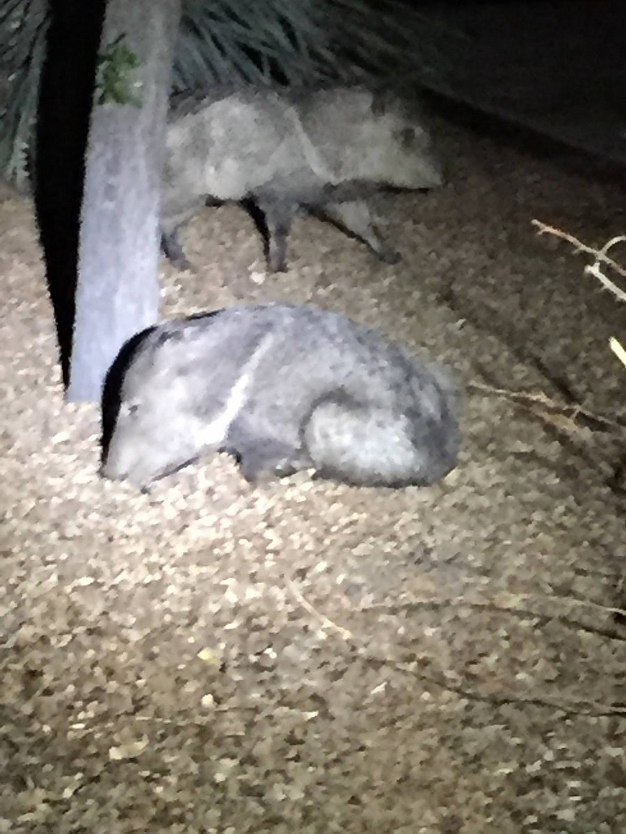 Night time visitors looking for your leftovers and trash bags. They don't see well and it's best to keep your distance.