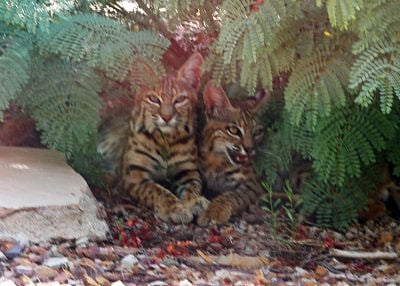 These were babies taking a break from the heat under one of our shrubs.