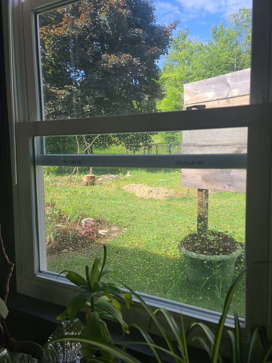 View out the bathroom window. There will likely be privacy film over this window by fall/winter '25.