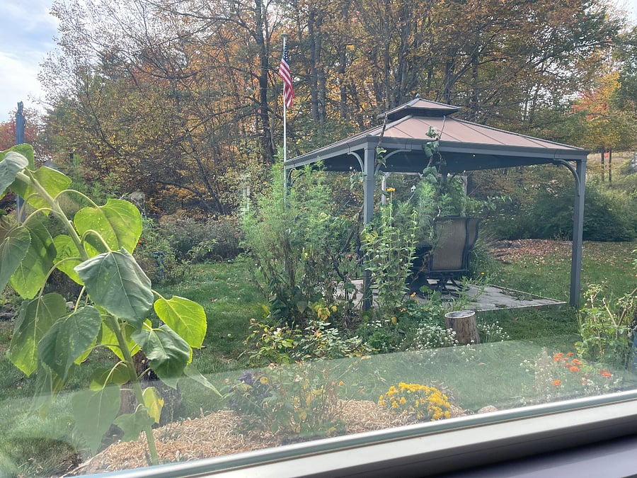 Updated view out of the kitchen window...fall '24...before the frost.