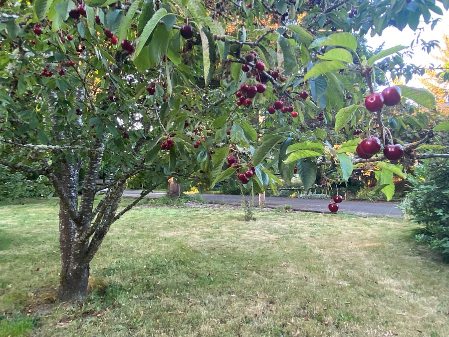 Cherry tree