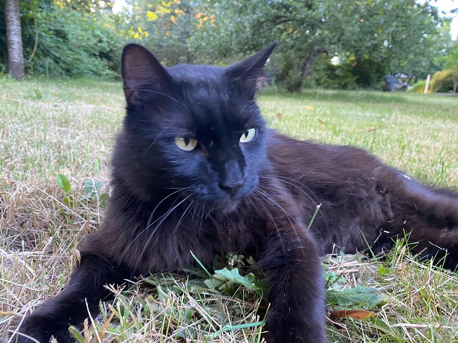 Simon. Cat on premises 