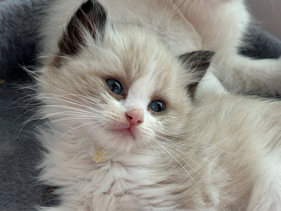 Come enjoy the experience of our cattery! A cat cafe on steroids. We have a visitor room. Come de-stress and huge kittens for an hour and then relax in your animal free suite.