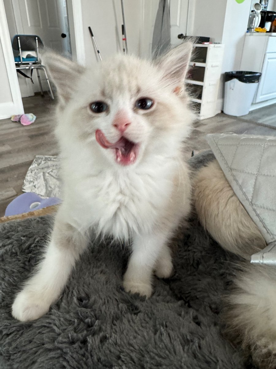 Come enjoy the experience of our cattery! A cat cafe on steroids. We have a visitor room. Come de-stress and huge kittens for an hour and then relax in your animal free suite.