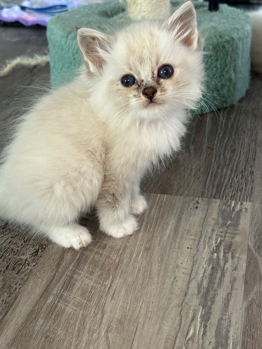 Come enjoy the experience of our cattery! A cat cafe on steroids. We have a visitor room. Come de-stress and huge kittens for an hour and then relax in your animal free suite.
We raise Ragdolls that are floppy cuddly boneless cats like marshmallow fluff!