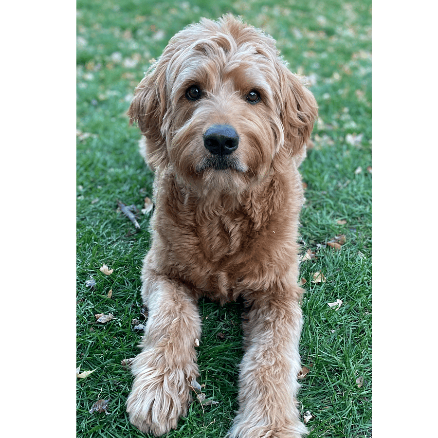 Leo lives here too! He's a very sweet pup who stays upstairs. He keeps us safe and entertained!