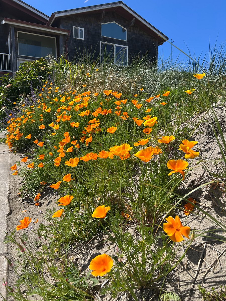California poppies lining the driveway