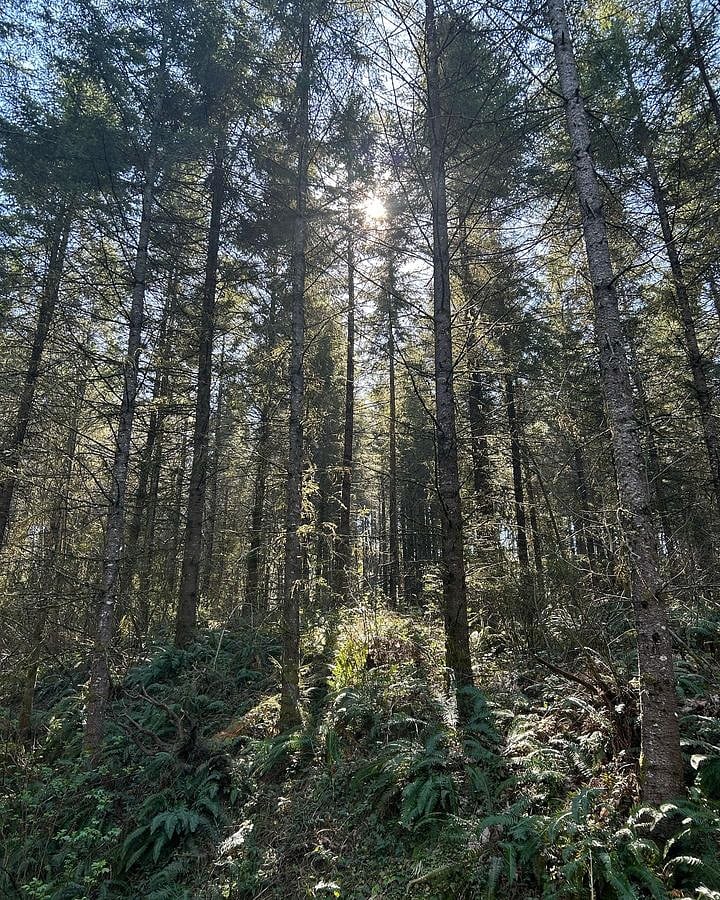 Semi-private walking trail next to our home.