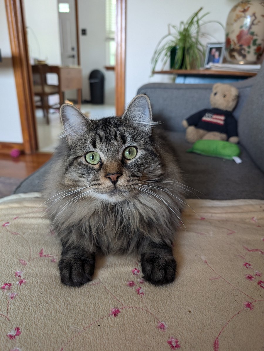 George the shy but friendly cat!
