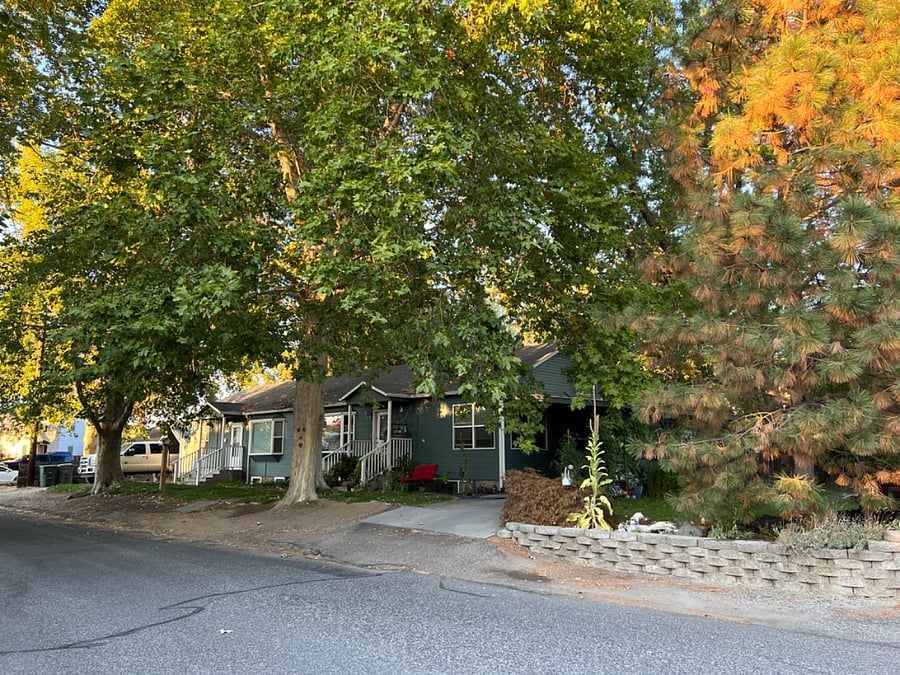 Tree lined in front of the house