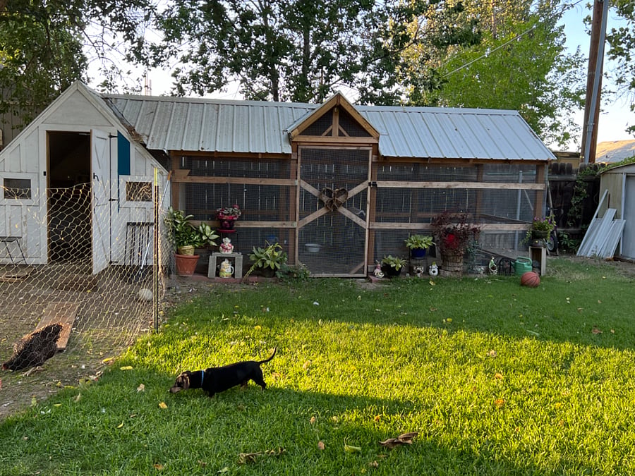 Enclosed chicken run